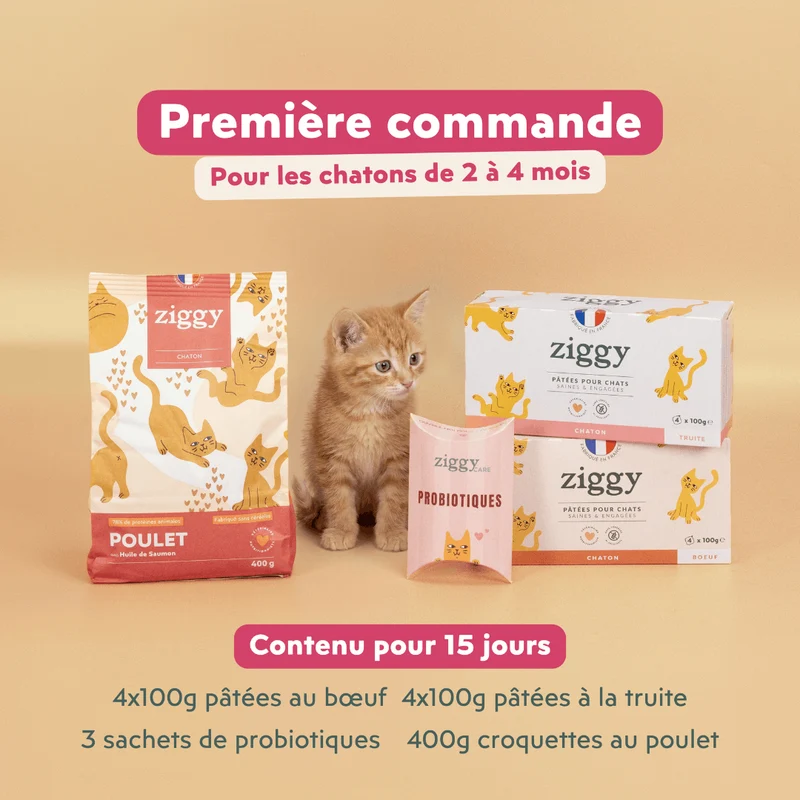 Kit chaton