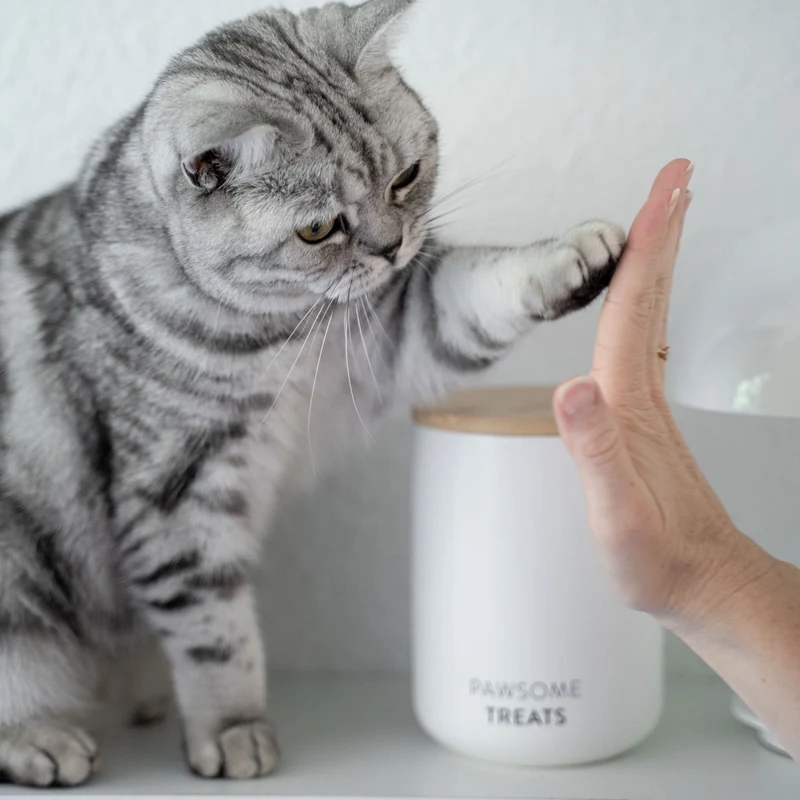 SNACK BAR Katzenfutter- & Leckerlidose