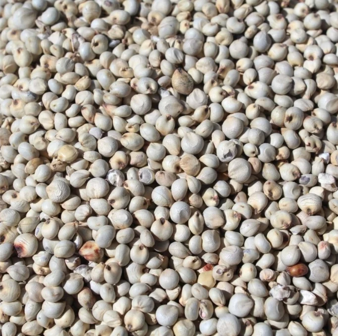 Dari Blanc 1kg