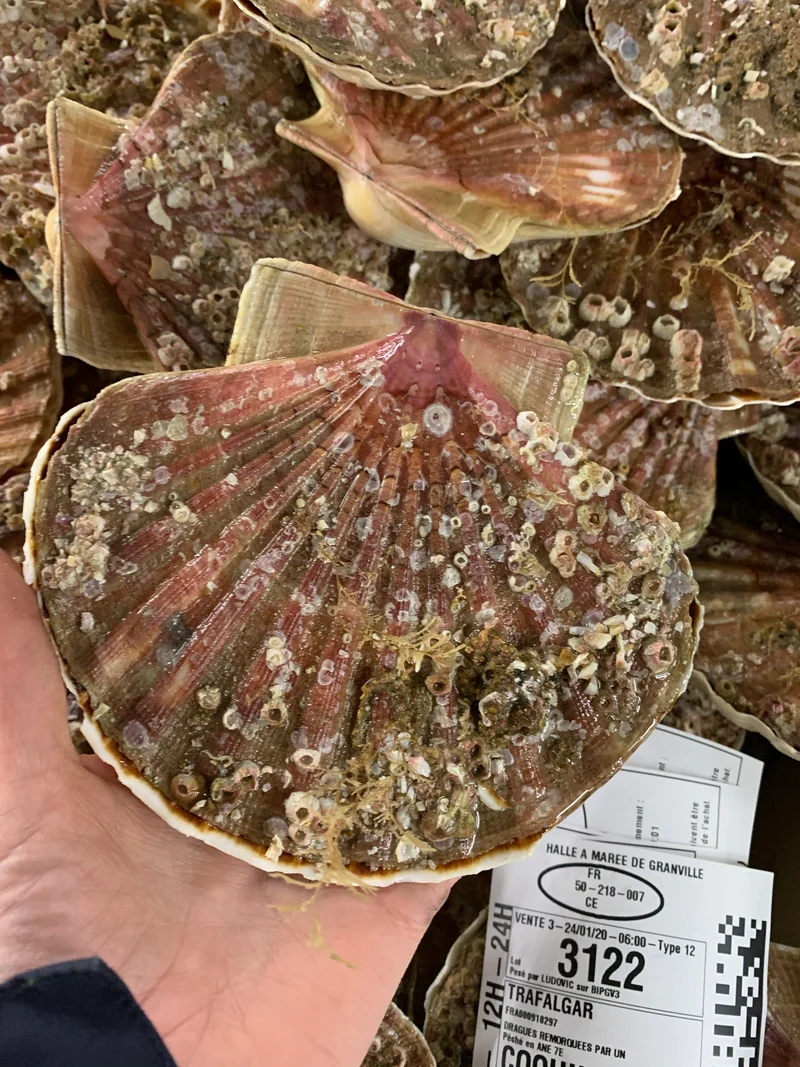 Coquilles Saint-Jacques par 2 kg mise en noix