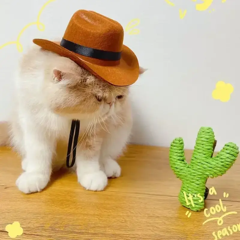 Chapeau pour Chat