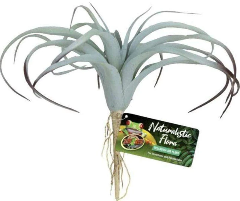 Zoomed Naturalistic Flora Tillandsia Air Plant
