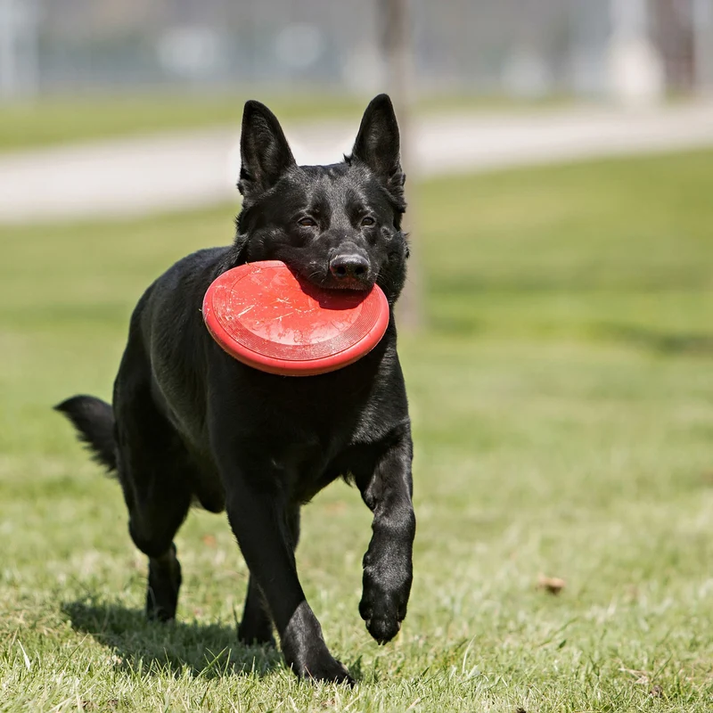 KONG Frisbee Classique