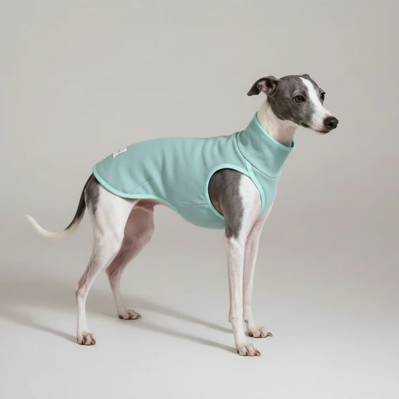 Pull Elégant Pour Lévrier Italien Et Whippet