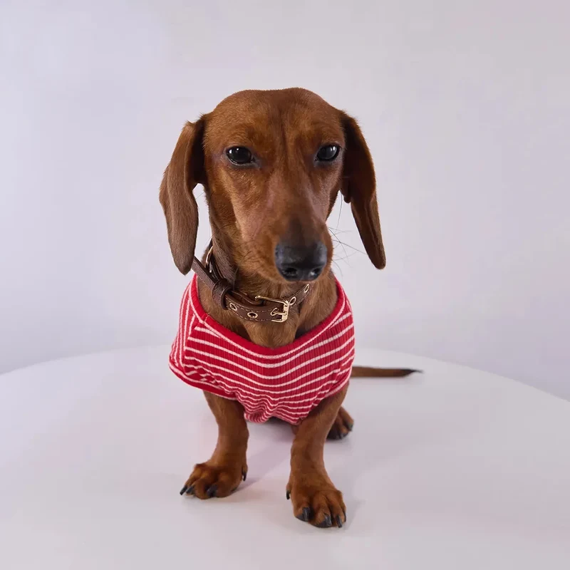 T Shirt Rayé Manches Courtes Pour Chien Teckel