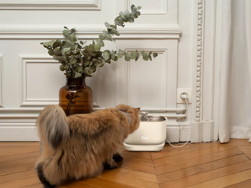 Fontaine à Eau Filaire pour Chat et Petit Chien – French Bandit