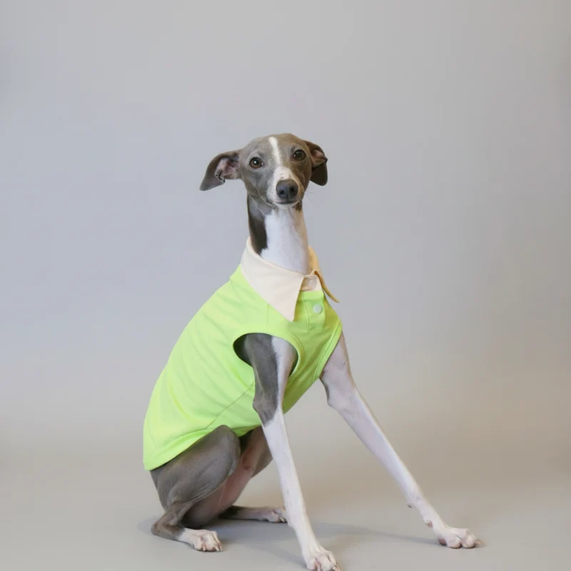 Polo Respirant Pour Chien Lévrier Italien Et Whippet