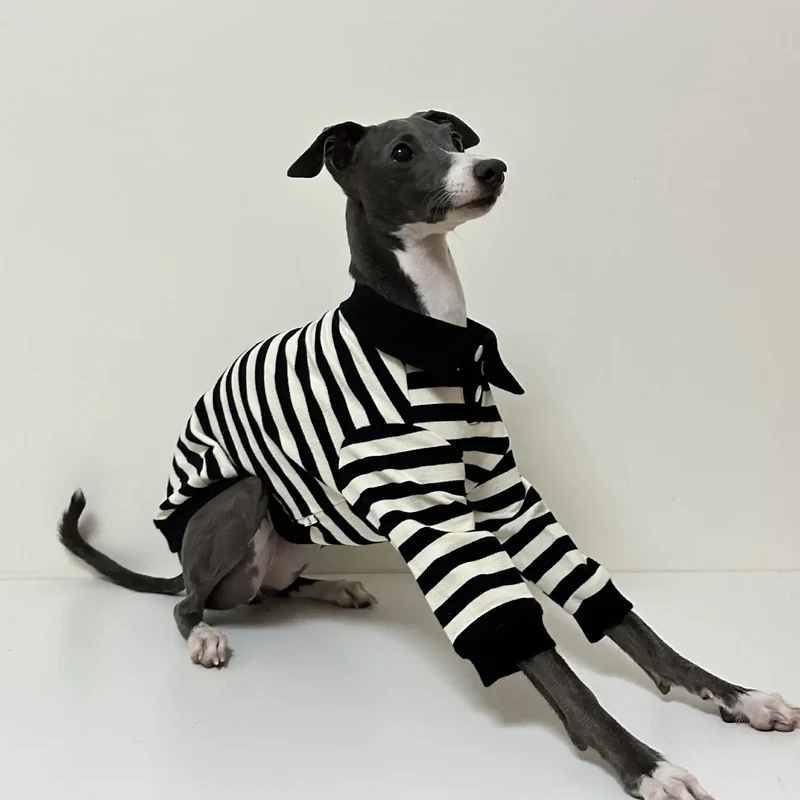 Polo En Coton Rayé Pour Lévrier Et Whippet