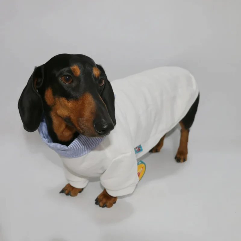 Sweat Col Chemise Pour Chien Teckel