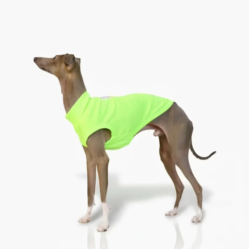 T-shirt Respirant Avec Protection UV Pour Lévrier Et Whippet
