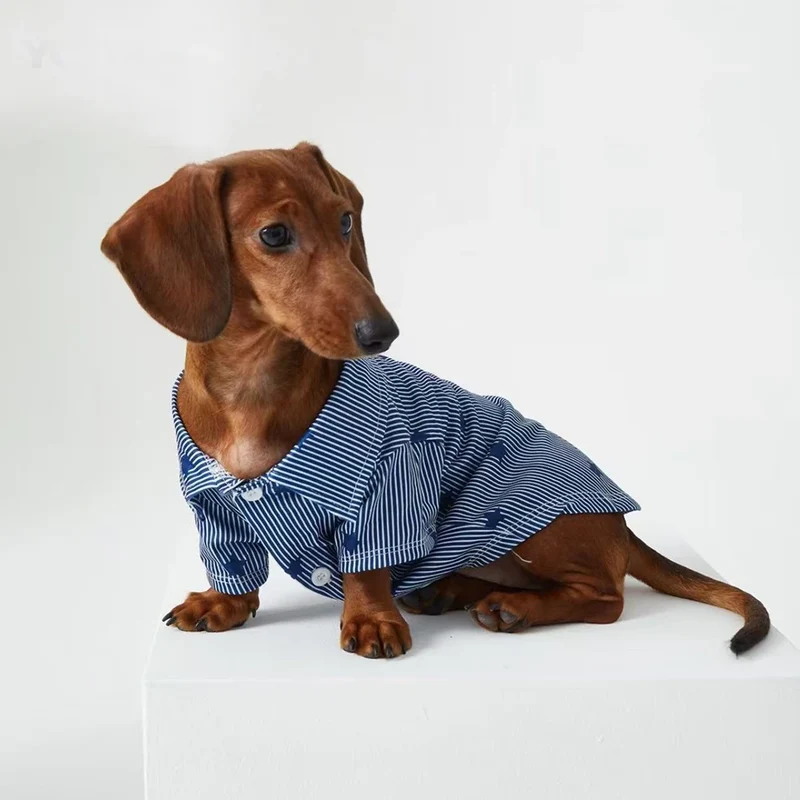 Chemise bleue teckel - Vêtement chien élégant et confortable