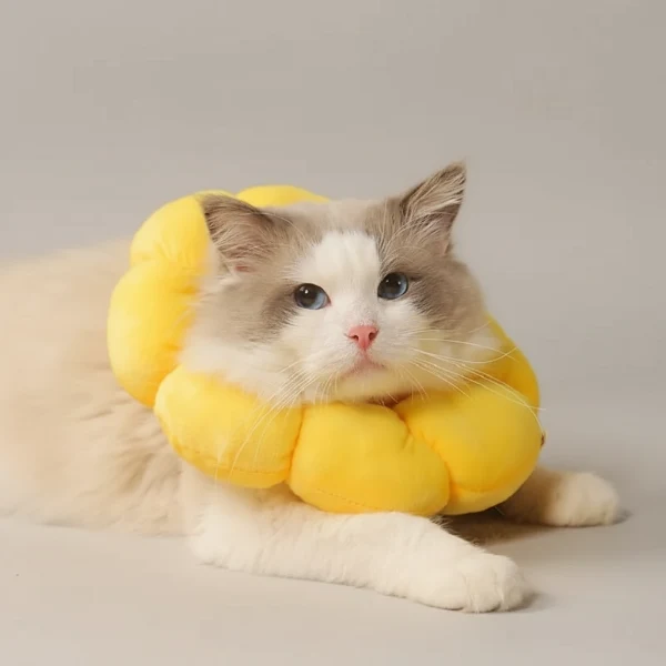 Collerette de protection fleur pour chat - Les Bonnes Affaires