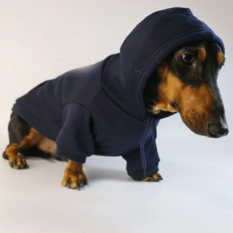 Sweat A Capuche Pour Teckel Confort Et Durable