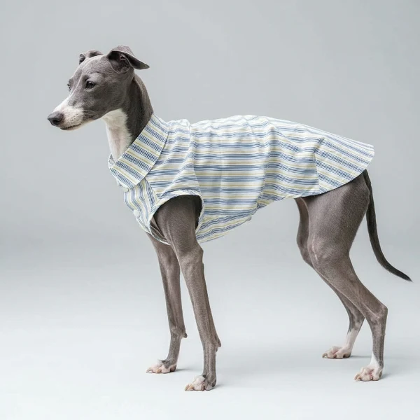 Chemise pour Whippet et lévrier rayée