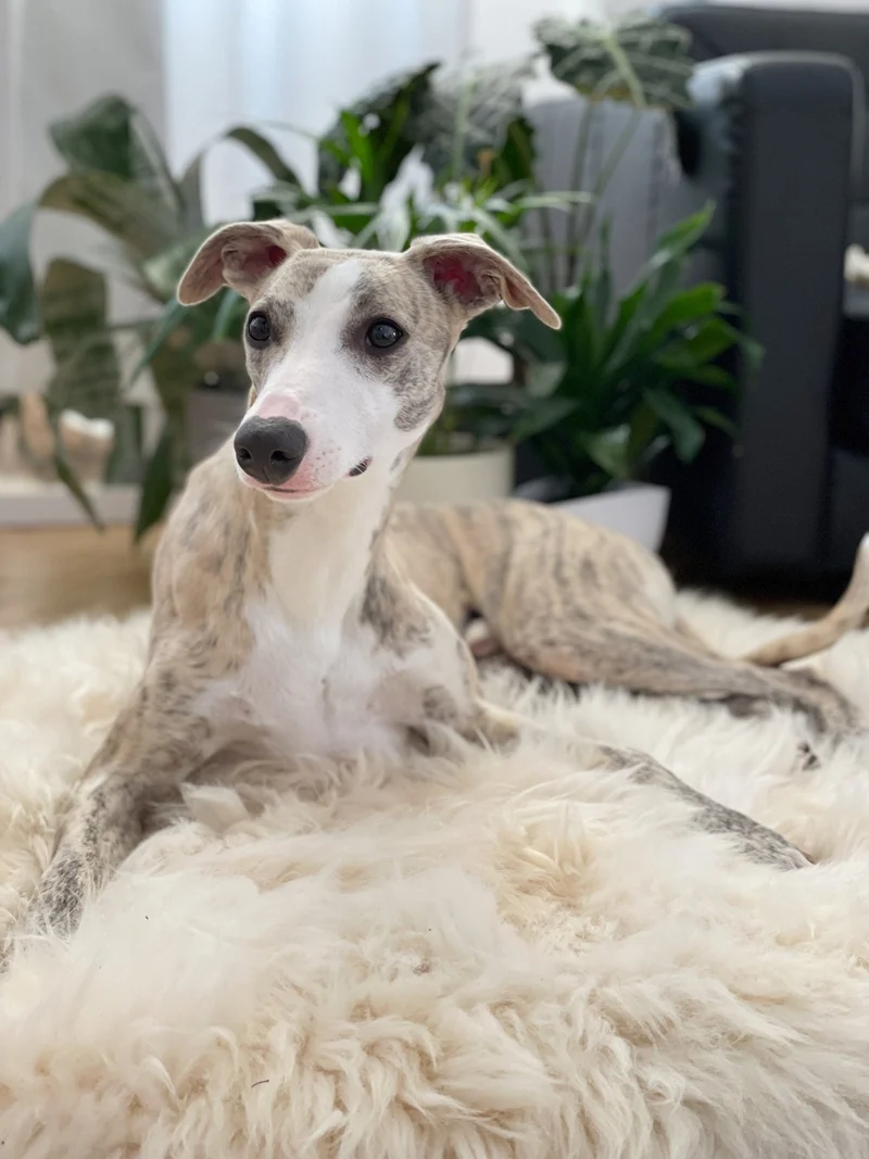 Tapis Luxe En Peau De Mouton Pour Chien