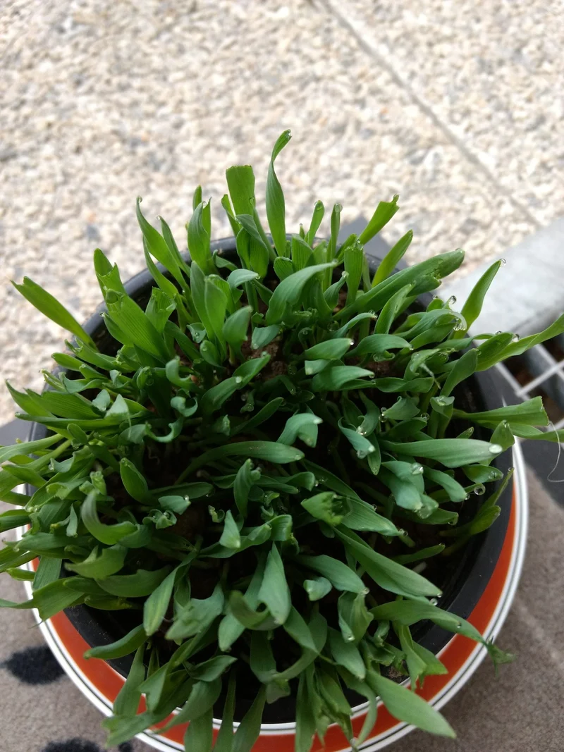 Herbe à chat - graines d'avoine BIO à planter
