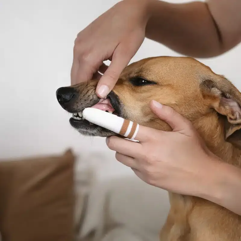 Brosse à dent pour chien et chat "doigt"